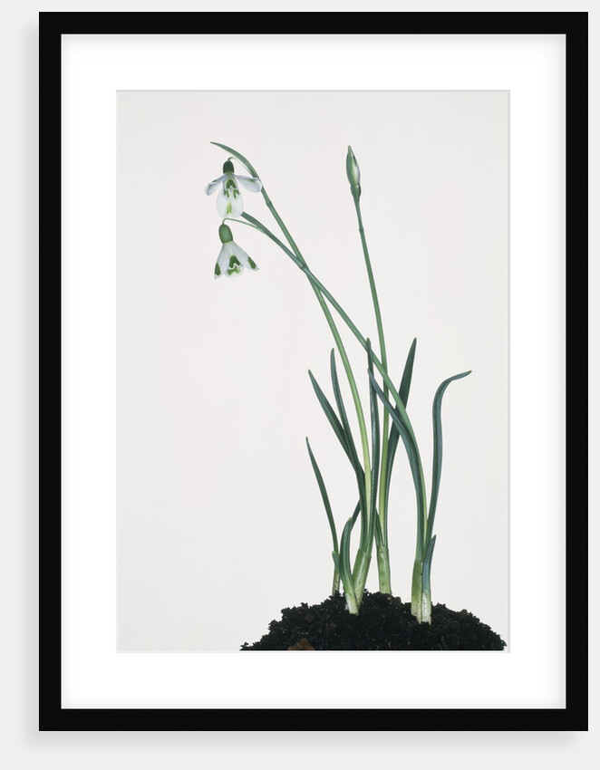 Snowdrop by Anonymous