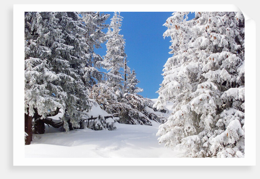 Snowcovered landscape by Anonymous