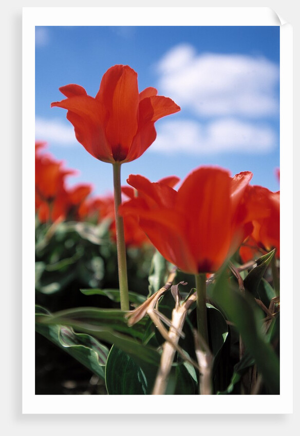 Red tulips by Anonymous