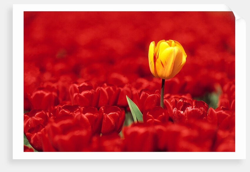 Red tulips by Anonymous