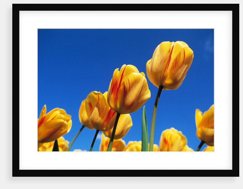 Yellow tulips by Anonymous