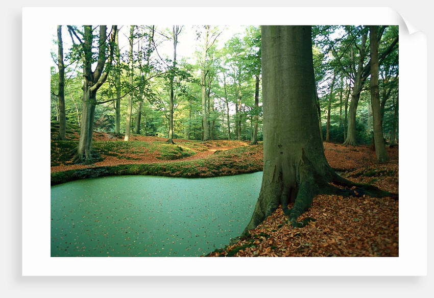 Lake in a wood by Anonymous