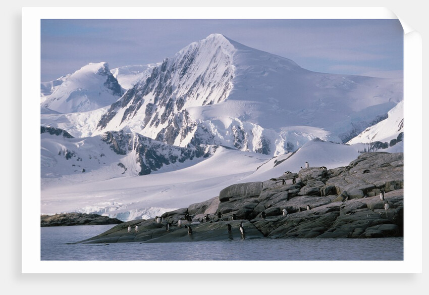 Antarctic, gentoo penguins by Anonymous