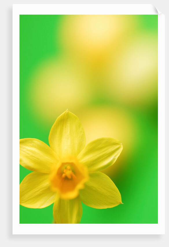 Yellow daffodil by Anonymous