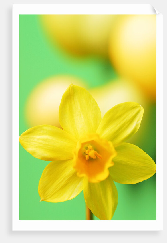 Yellow daffodil by Anonymous