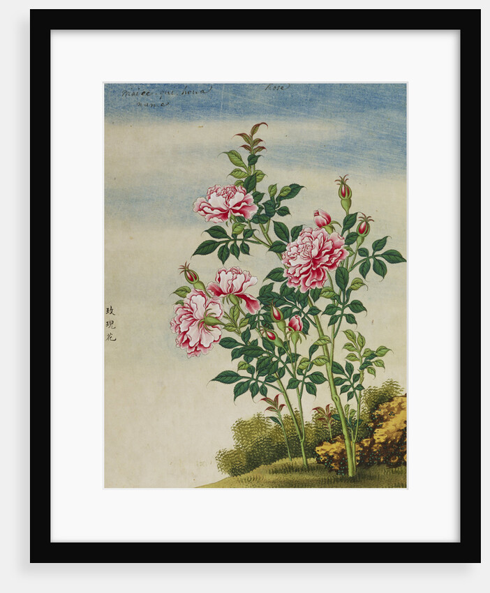 A Rose Chinese Watercolor by Anonymous