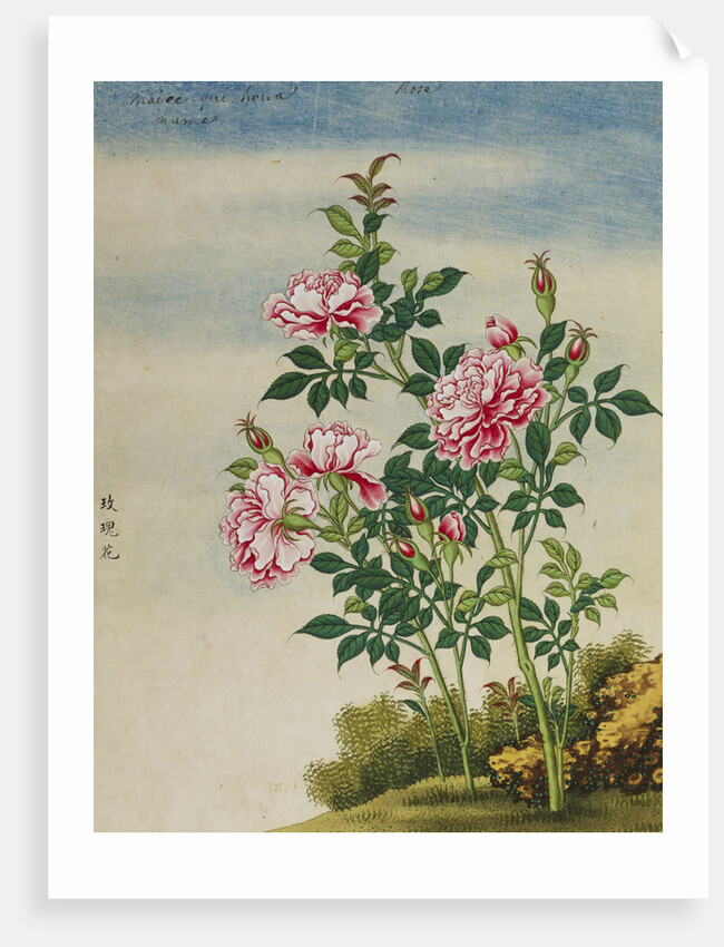 A Rose Chinese Watercolor by Anonymous