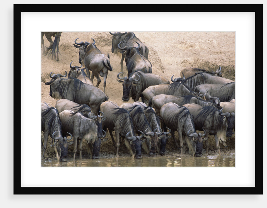 Wildebeest Drink from Mara River by Anonymous