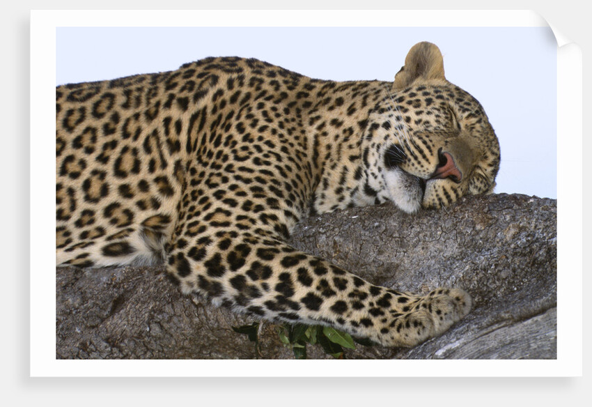 Leopard Asleep on Branch by Anonymous