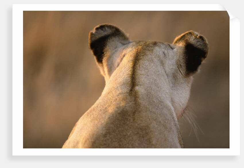 Back of Lioness' Head by Anonymous