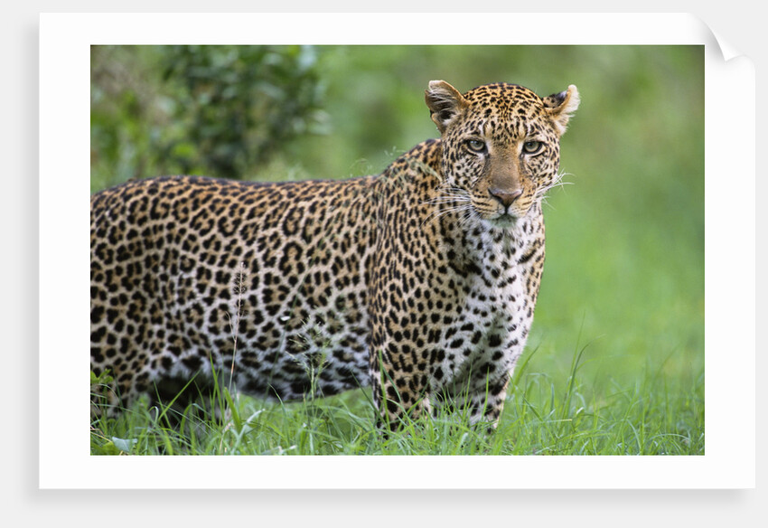 Leopard Watching, Lake Nakuru in Kenya by Anonymous