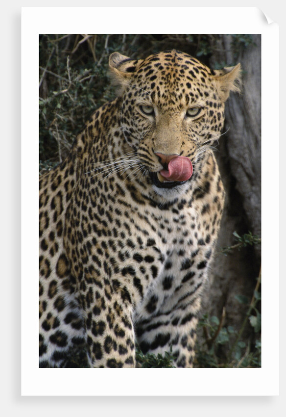Leopard Licking Lips by Anonymous