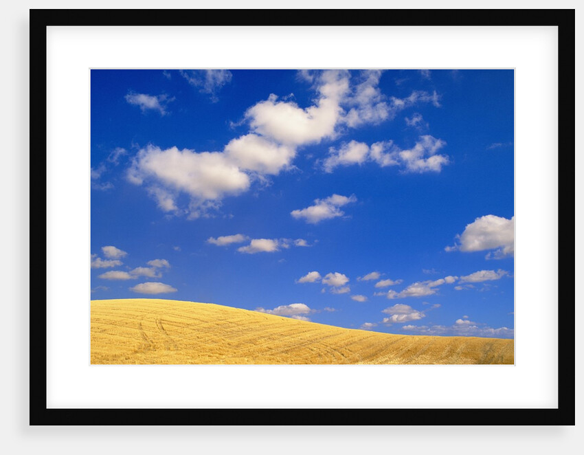 Cumulus Clouds and Wheat Fields in Fall, Washington by Anonymous