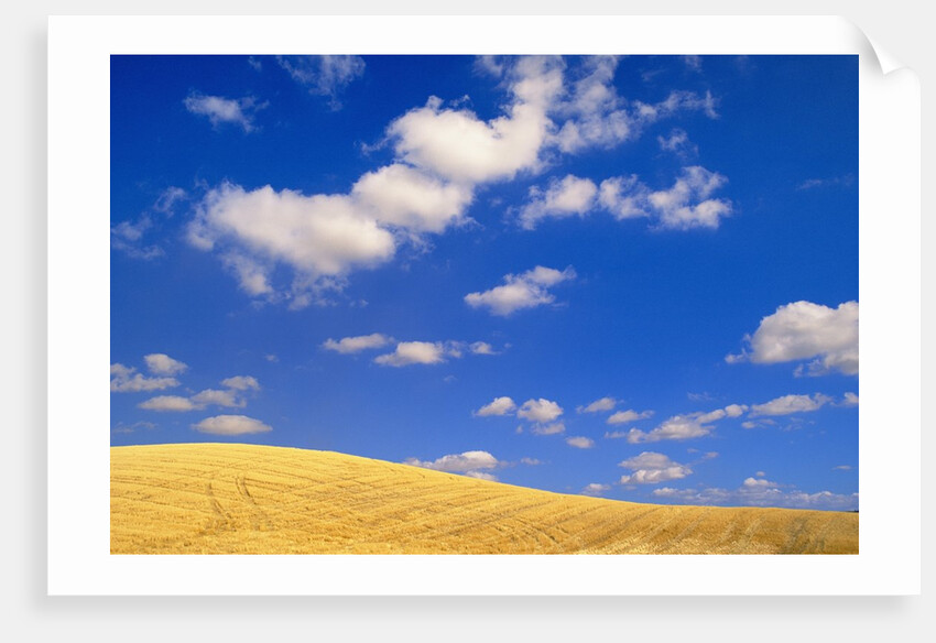Cumulus Clouds and Wheat Fields in Fall, Washington by Anonymous