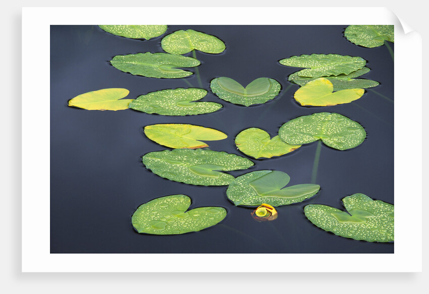 Yellow Pond Lily Pads in Pond, Alaska by Anonymous