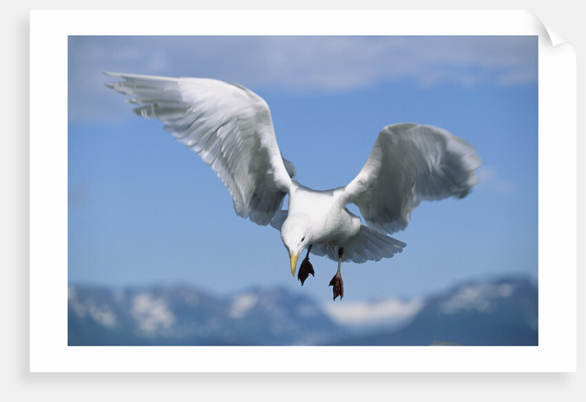 Glaucous Winged Seagull in Alaska by Anonymous