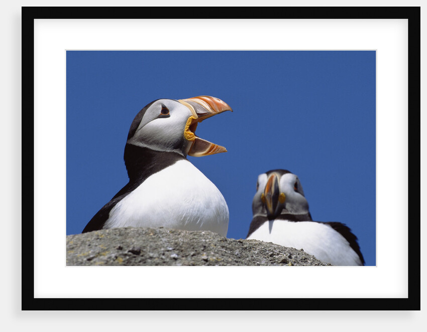 Atlantic Puffins, One Gaping, Newfoundland, Canada by Anonymous