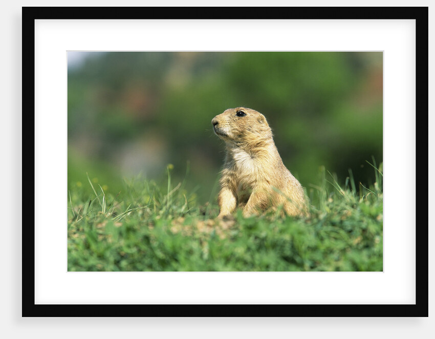 Black-Tailed Prairie Dog in Wyoming by Anonymous
