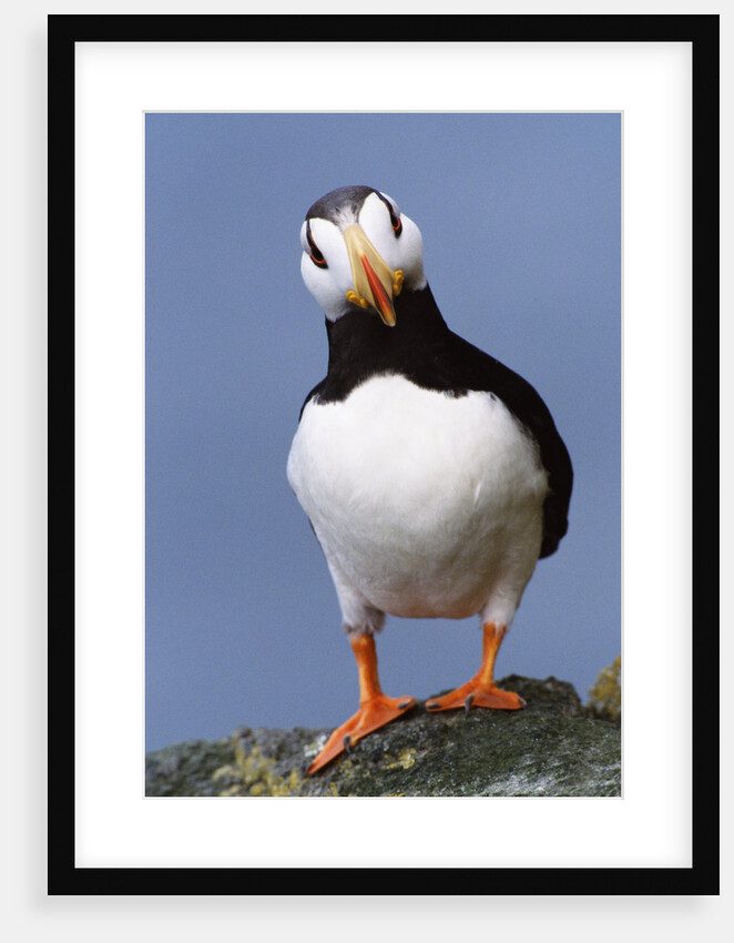 Horned Puffin, Alert, Alaska by Anonymous