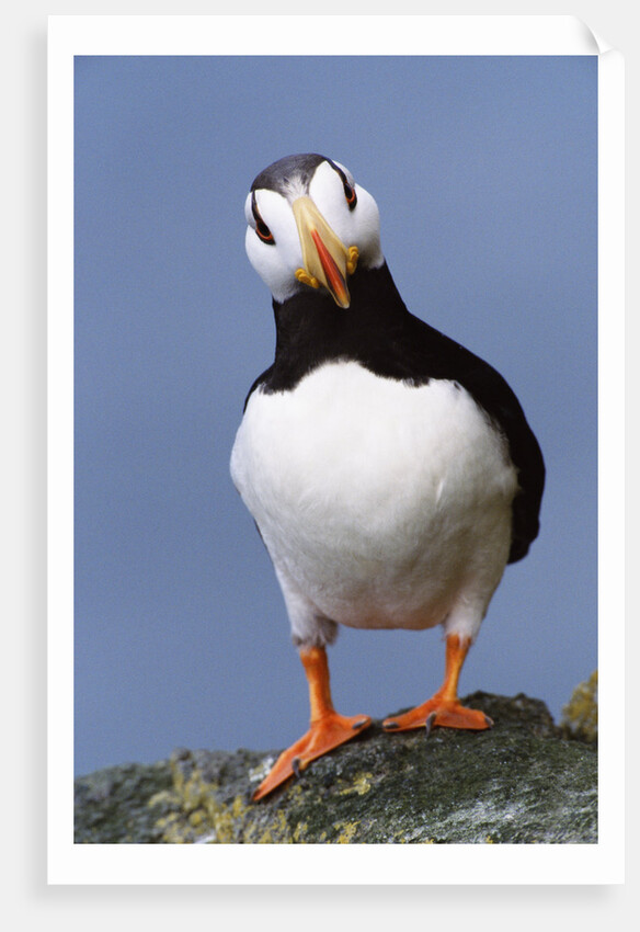 Horned Puffin, Alert, Alaska by Anonymous