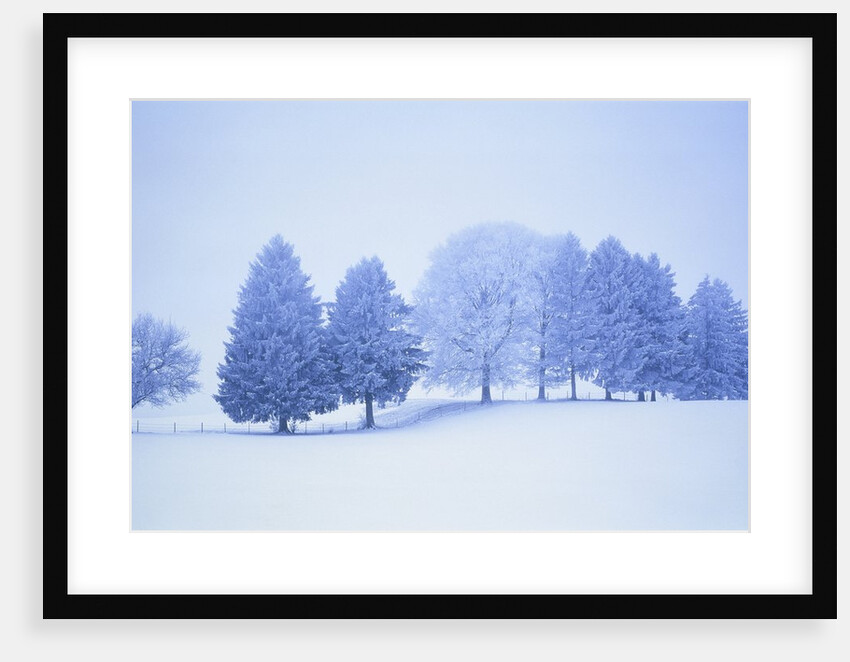 Trees in snow-covered landscape in winter by Anonymous