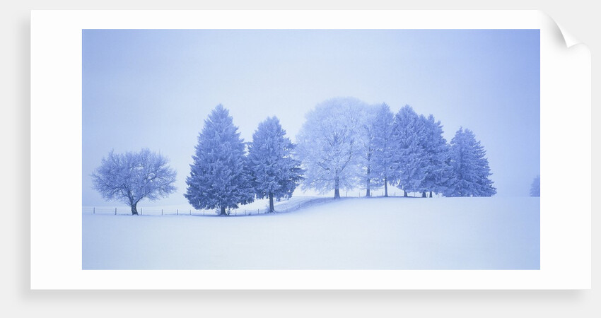 Trees in snow-covered landscape in winter by Anonymous