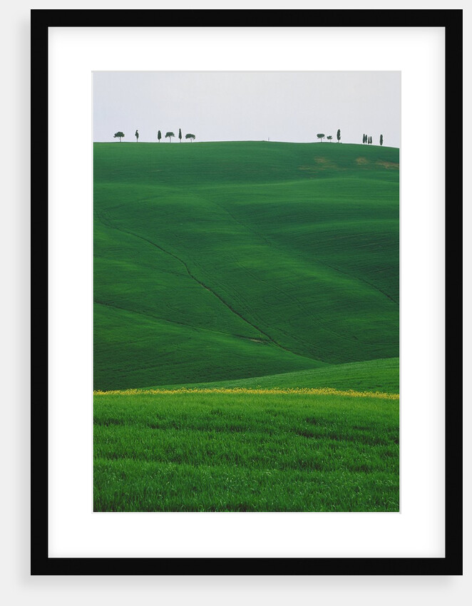 Meadows and cypresse in the Tuscany by Anonymous