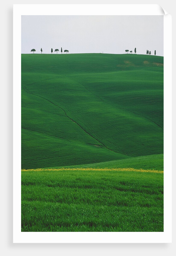 Meadows and cypresse in the Tuscany by Anonymous