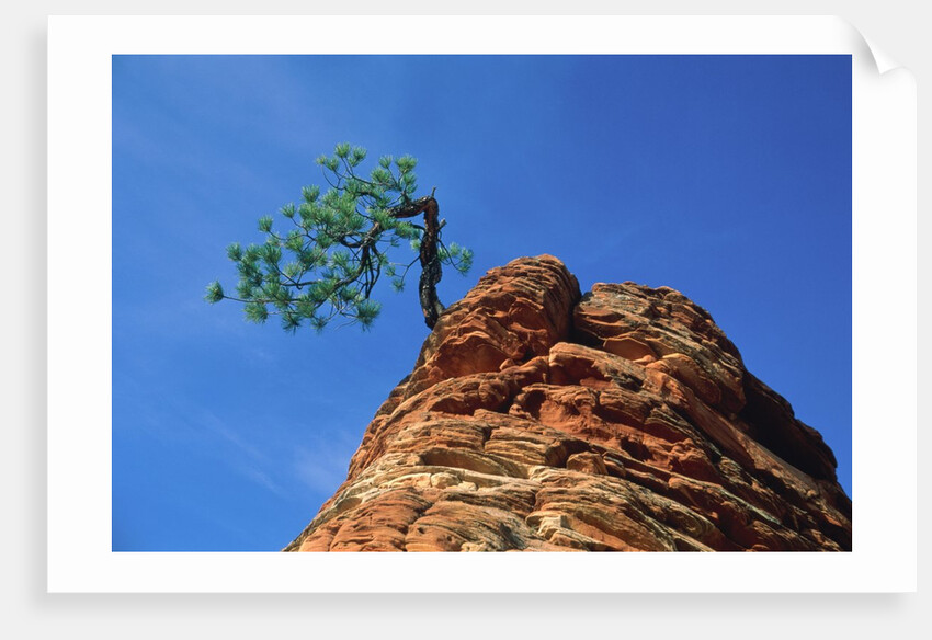 Tree on cliff, Zion National Park, Utah, USA by Anonymous