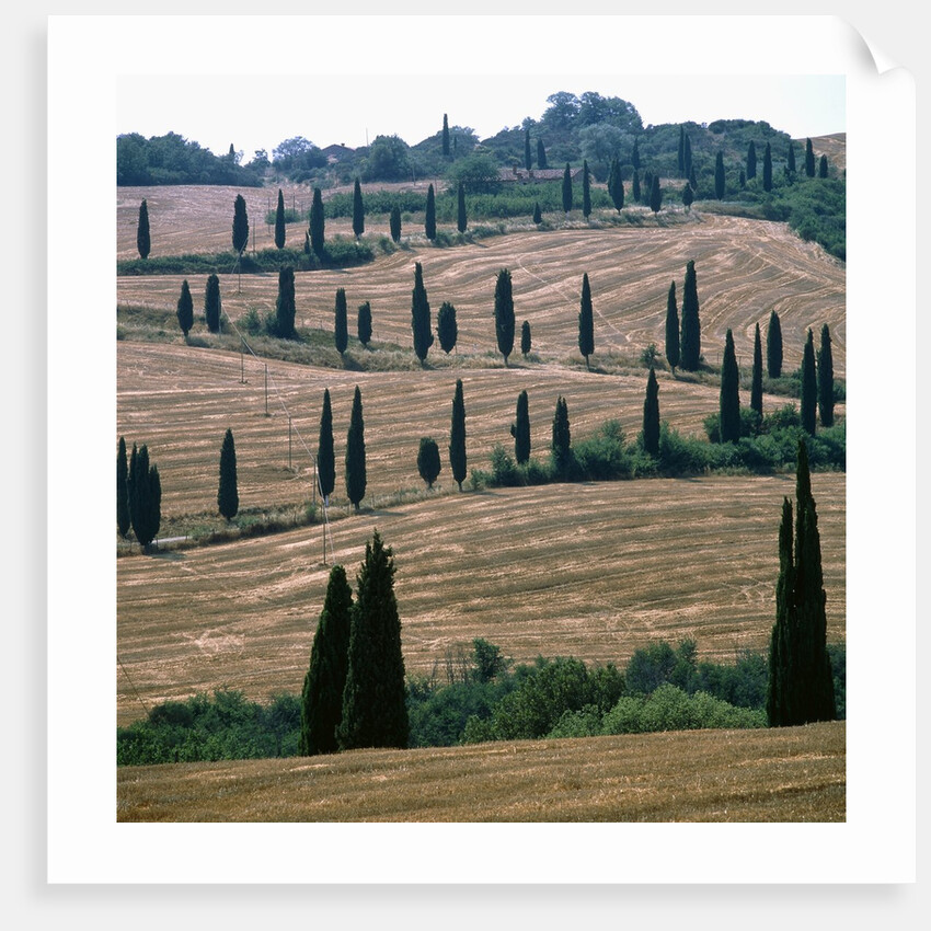 Cypresses and stubble fields in the Tuscany by Anonymous