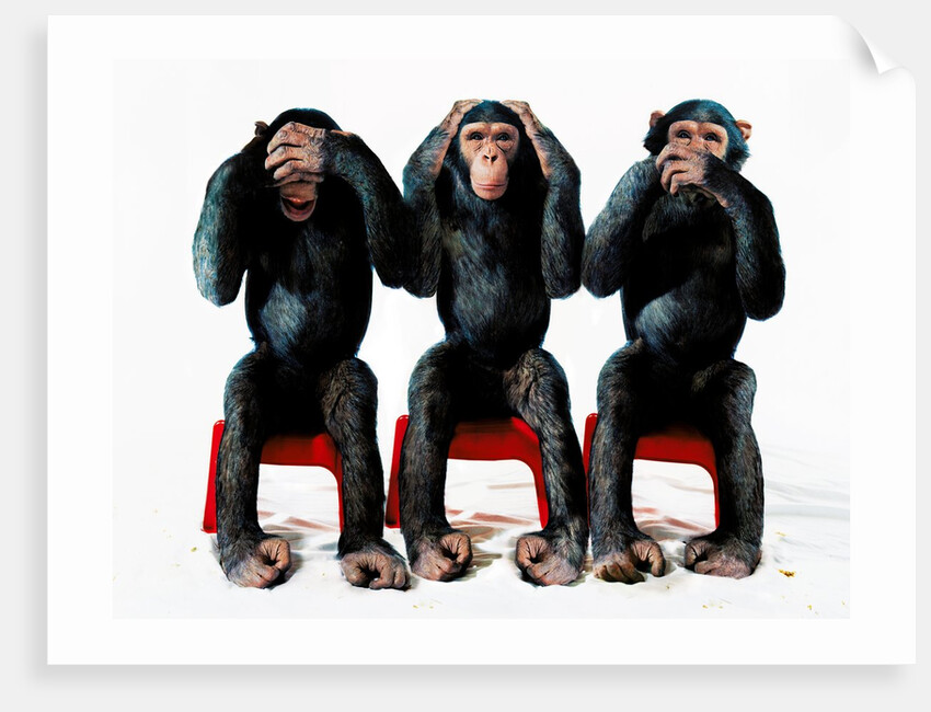Three chimpanzees by Anonymous
