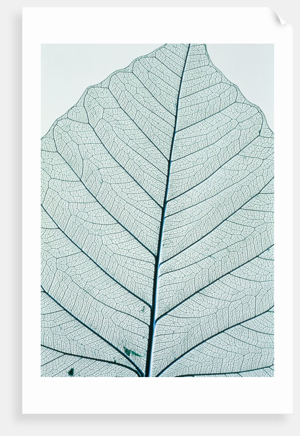 Leaf vein by Anonymous