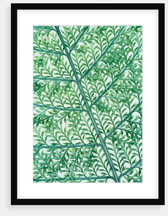 Fern leaf vein by Anonymous