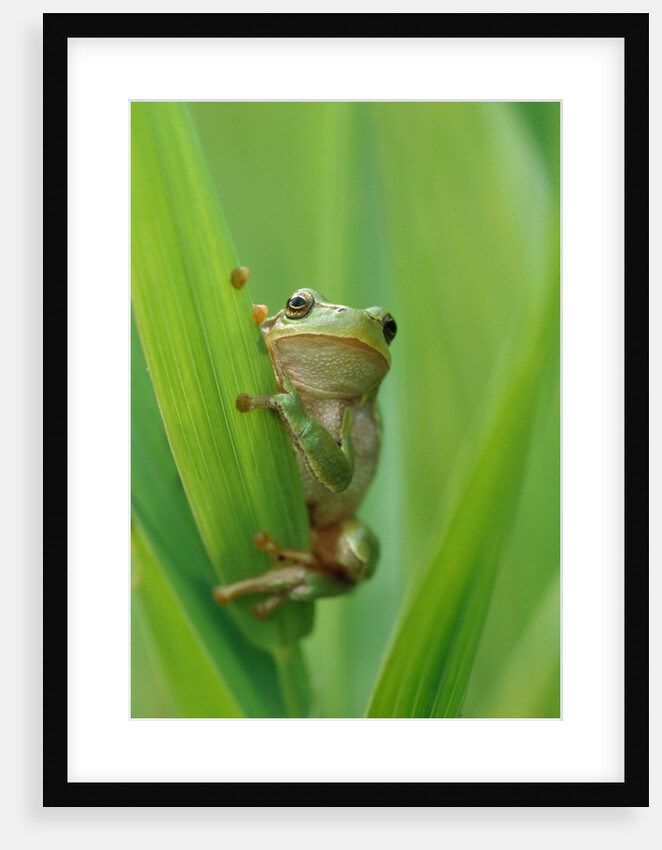 Tree Frog by Anonymous