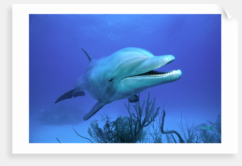 Bottlenose Dolphin by Anonymous