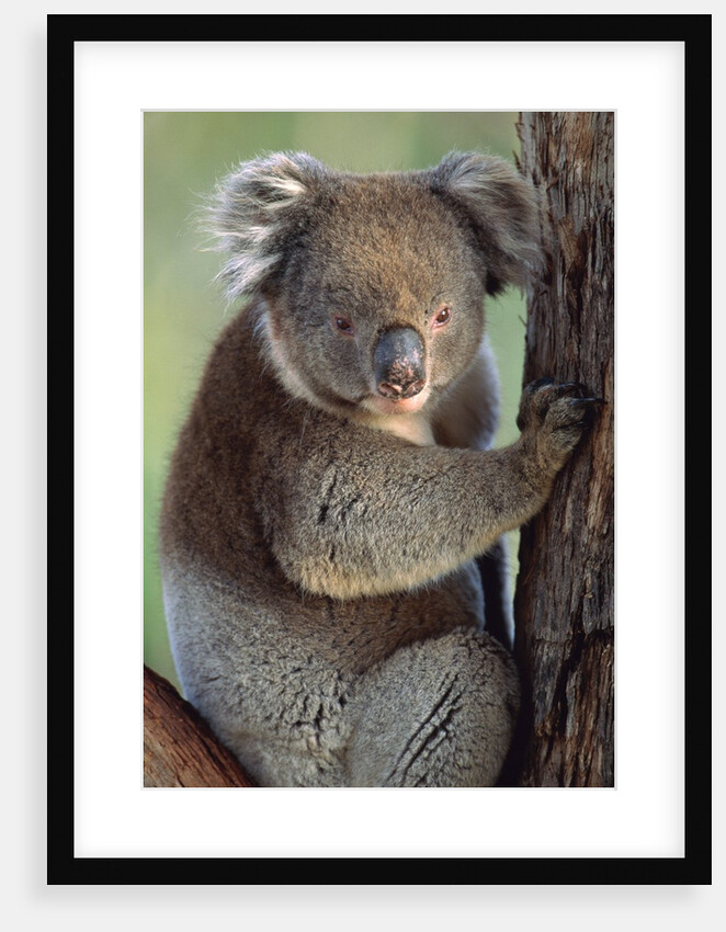 Koala bear by Anonymous