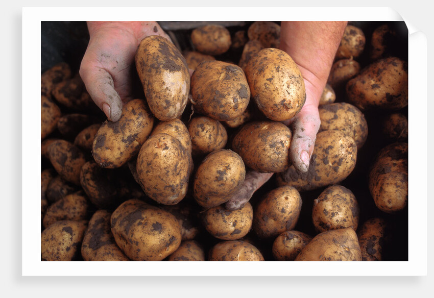Potato harvest by Anonymous