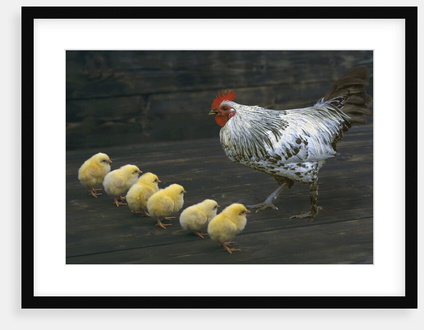Hen with her chicken by Anonymous