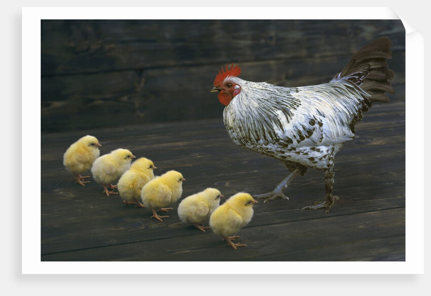 Hen with her chicken by Anonymous