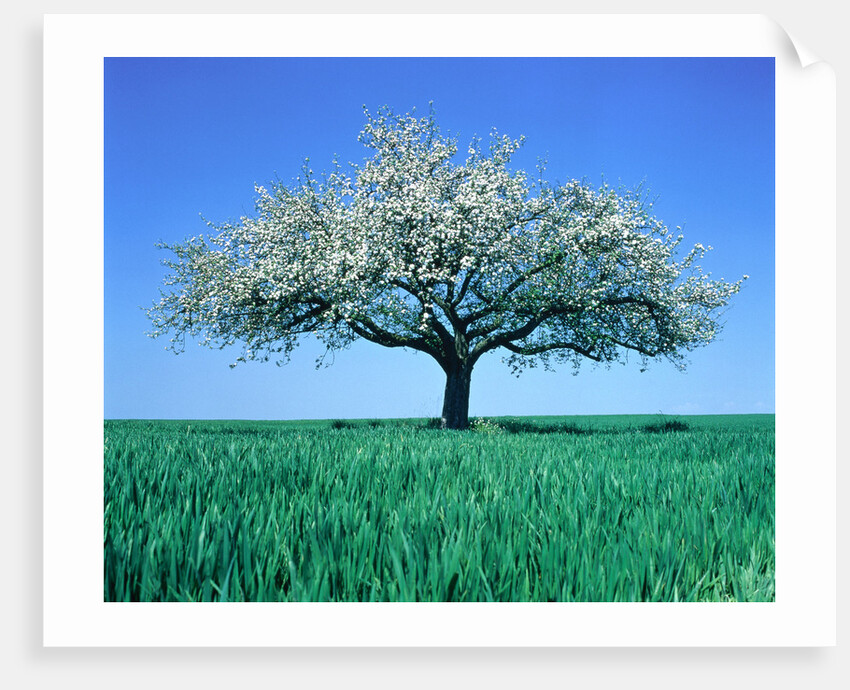 Blossoming Tree in Field by Anonymous