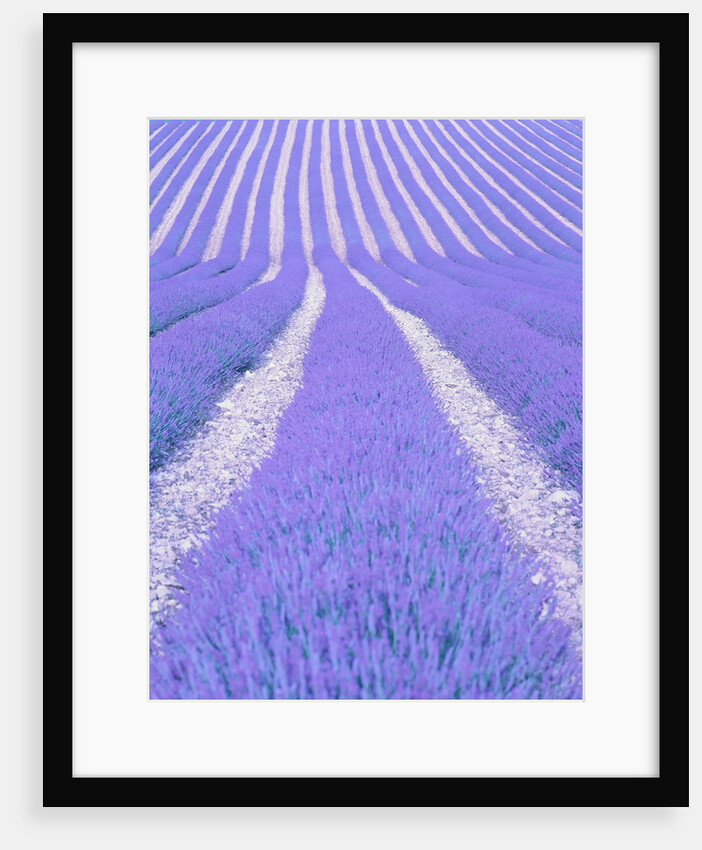 Blooming lavender in lines by Anonymous