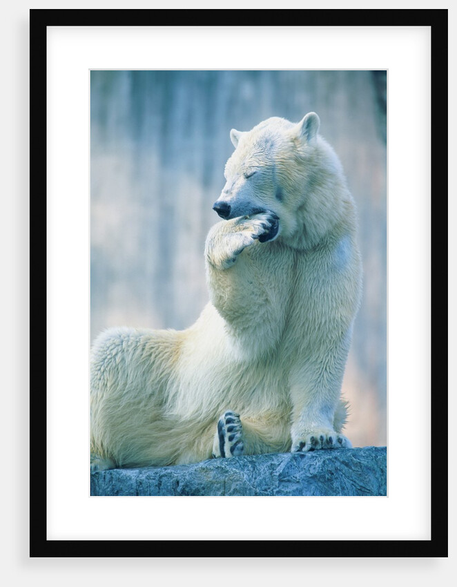 Polar bear yawning in zoo enclosure by Anonymous