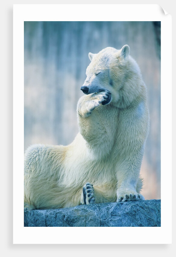 Polar bear yawning in zoo enclosure by Anonymous