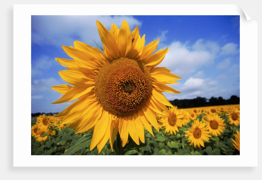 Sunflower field, summer by Anonymous