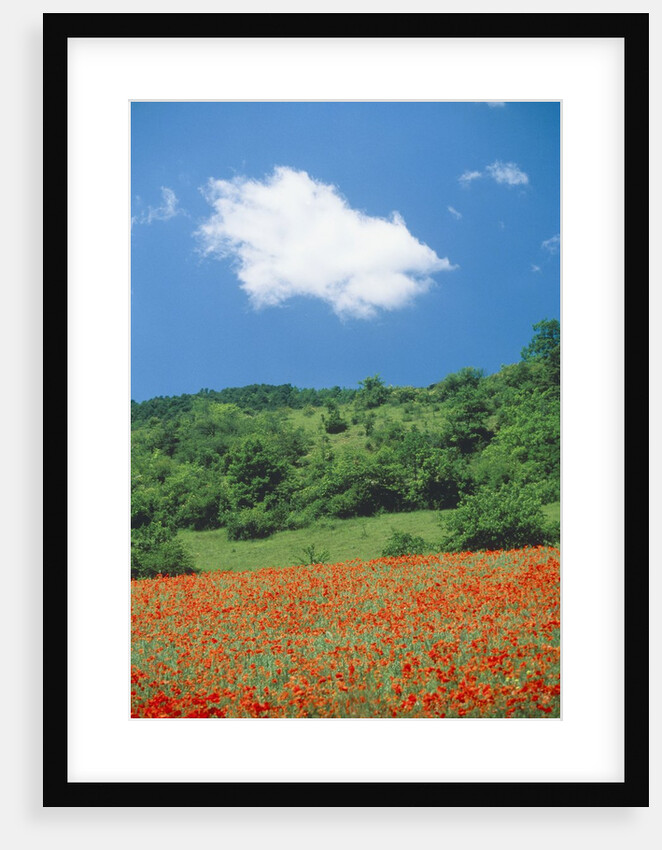 Poppy meadow in landscape by Anonymous