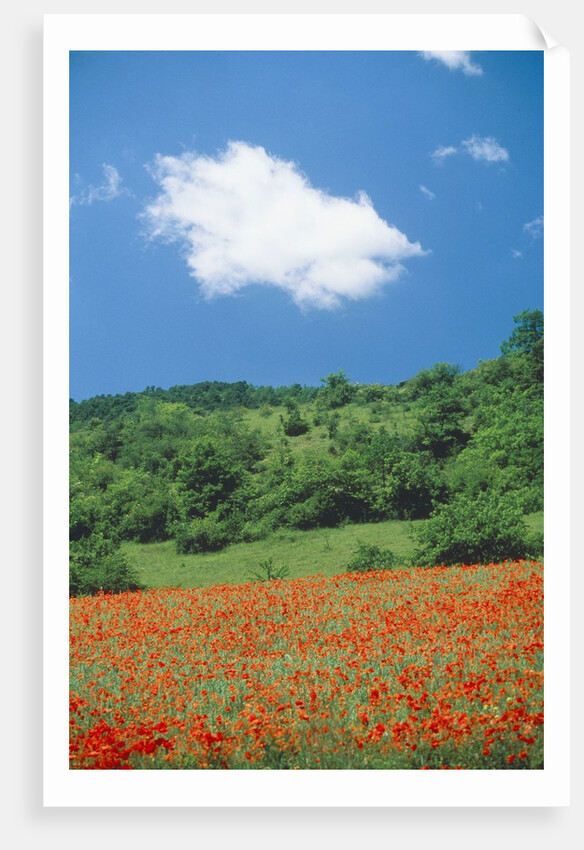 Poppy meadow in landscape by Anonymous