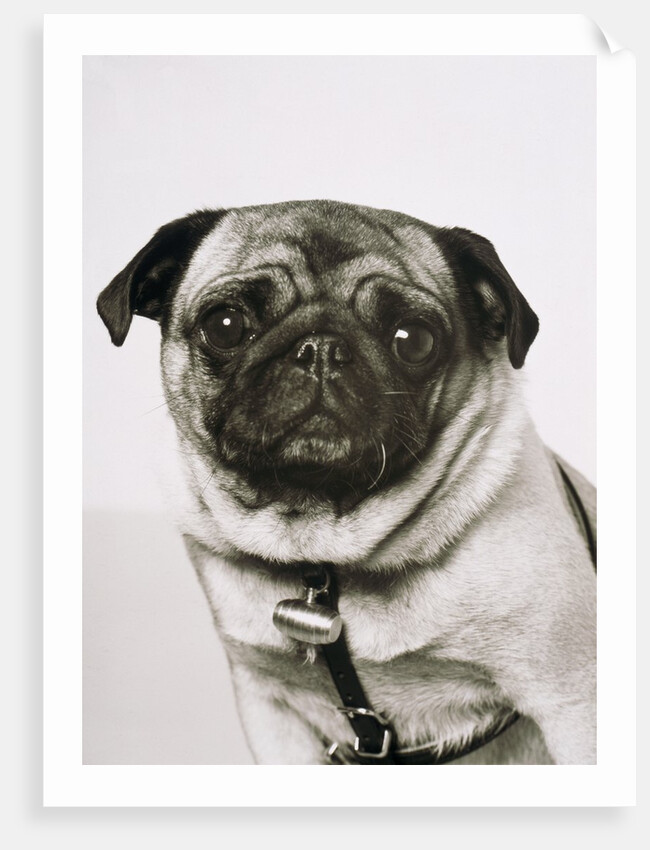 Pug dog by Anonymous