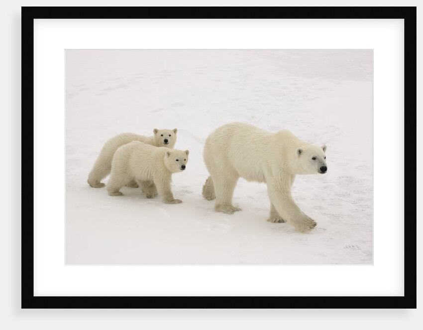 Polar Bear Mother and Cubs by Anonymous