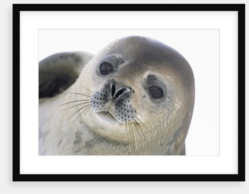 Face of Crabeater Seal by Anonymous
