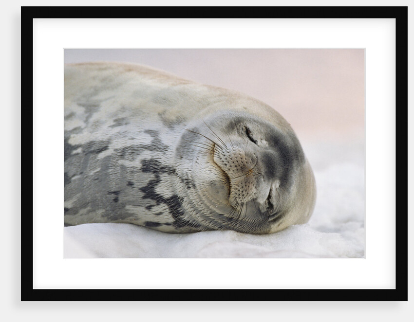 Weddell Seal Sleeping by Anonymous
